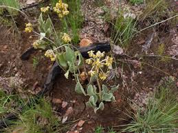 Image result for Helichrysum mechowianum