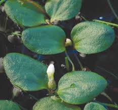 Image result for Litanthus pusillus