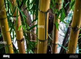 Image result for Bambusa balcooa