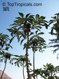 Image result for Manihot esculenta