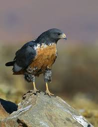 Small Birds Of Prey South Africa Jackal Buzzard Buteo Rufufuscus Endemic To South Africa And South Namibia They Get Their Name From Their Loud Call That In 2020 Birds Beautiful Birds Birds Of Prey