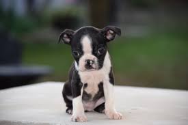 Moved to an apartment and there isn't enough room for them to run, and wo… Akc Registered Boston Terrier Puppy For Sale Female Sasha Shreve Ohio Ac Puppies Llc