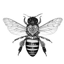 Black And White Insect With Wings 