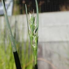 Image result for Scleria mikawana