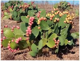 Image result for Opuntia