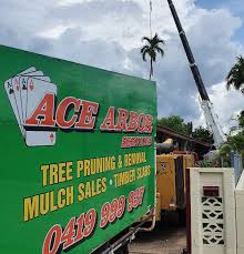 Our experience comes from carrying out management of hazard trees and vegetation clearing around power lines for the former state electricity commission of victoria in the outer eastern suburbs and the shire of yarra ranges; Ace Arbor Services Darwin