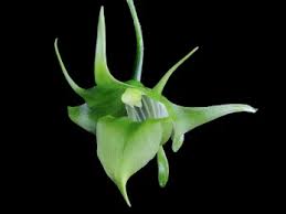 Image result for Aeranthes africana
