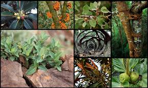 Image result for Ficus pseudomangifera