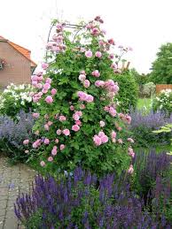 Historische Rosen 2014 Seite 31 Rund Um Die Rose Mein Schoner Garten Online Garten Bauerngarten Haus Und Garten
