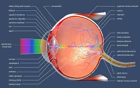 Image result for Retinal Anatomy