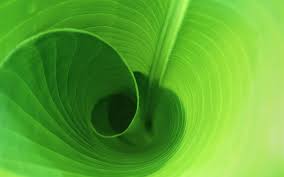 À défaut de pouvoir éliminer ce coup d'oeil disgracieux, l'utilisation judicieuse de certains végétaux peut rendre cette présence plus discrète et créer une diversion. Verdure Wallpaper Hd Spirals In Nature Leaf Wallpaper Plant Wallpaper