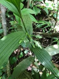 Image result for Corymborkis