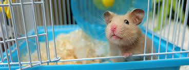 Whether you have a dwarf hamster, teddy bear hamster or anything else, they are officially not nocturnal. Different Types Of Hamsters The Ultimate Guide My Family Vets