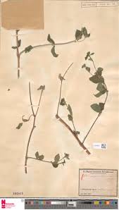 Image result for Sclerocarpus africanus