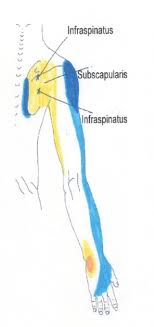 Neck Shoulder Arm And Hand Trigger Point Chart 4