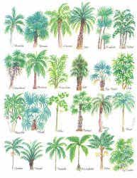 Types Of Palm Trees Palm Tree Species Comparing Leaves And