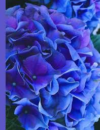 Shop, order and deliver roses, fresh flowers and gifts, locally grown favorites, floral arrangements, indoor green and blooming. Blue Purple Hydrangea Blank Writing Notebook Large 8 5 X 11 Wide Rule Purple Blue Floral Flowers Journal Diary Planner Composition Book For Note Taking Creative Writing Gifts Journals Ahri S Notebooks
