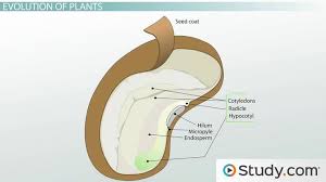 Plant cell wall vs fungi. The Evolution Of Plants And Fungi Characteristics Evolutionary History Video Lesson Transcript Study Com