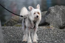 The powderpuff and the hairless. Chinese Crested Breed Guide Info Pictures Care More Pet Keen