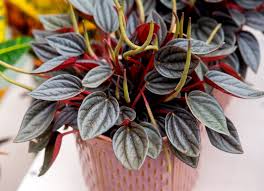 Image result for Peperomia molleri