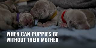 Some laws as we know can be outdated. When Can Puppies Be Without Their Mother Legally Ethically Faq