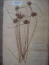 Image result for Pycreus niger