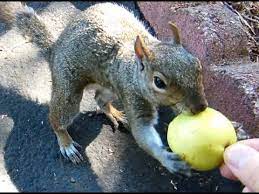 Squirrels are vegetarians and eat anything but like to eat nuts, fresh fruits,vegetables, insects, fungi, bird sitting beneath your apple tree, you have noticed nibbling of apples. Squirrel Is Eating An Apple Funny Squirrel Video Squirrels Cute Face Youtube