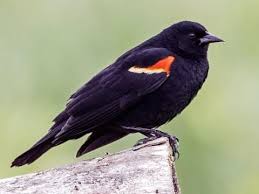 Black Bird With Red Spot On Shoulder Red Winged Blackbird Breeding Male Red Winged Red Wing Blackbird Birds Backyard Birds