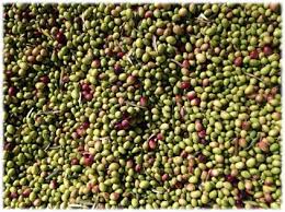 Huile D Olive Fabrication Composition Qualites Et Labels Bien Etre Au Naturel
