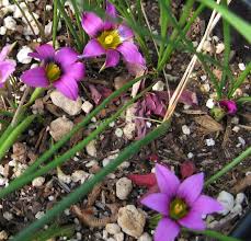 Image result for Romulea