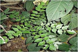 Image result for Clutia robusta