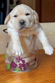 Our love and passion for the labrador breed is what drives us to provide families with calm, all purpose, genetically sound dogs that can. Labrador Dog Names With Meaning
