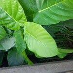 Image result for Ficus bubu