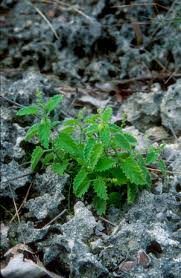 Image result for Tragia rupestris