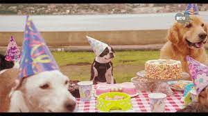 Search, discover and share your favorite happy birthday dogs gifs. Happy Birthday Gif Icegif