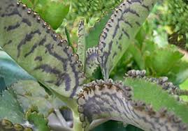Kalanchoe Una Planta Medicinal Y Terapeutica En Ayurveda Plantas Plantas Medicinales Plantas Suculentas
