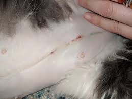 Neosporin contains neomycin, polymyxin b, and bacitracin. My Cats Incisions From Being Spayed Are Very Slightly Opened On The Bottom Any Idea How To Help This Before I Run To Thehe Vet Can I Just Cover It With A