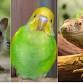 Jackson TN Exotic Pet Expo