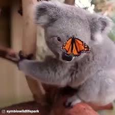 Wow Rthdayfunny Funnycatsvideos Cutecatdiys Cattatto Catvideos Amphibians Exoticpets Frenc In 2020 Smieszne Zwierzeta Zwierzeta Dzikie Zwierzeta