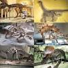 Se voir confier une mission sur les traces des dinosaures. 1