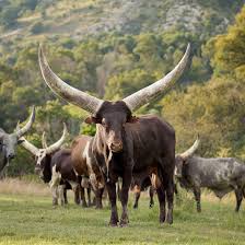 Crypto nova is a modern growth marketing agency for cryptocurrency & blockchain projects. Ankole Cattle Breeders Society Of South Africa Posts Facebook