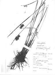 Image result for Schoenoplectus muricinux