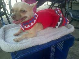 Ropa Para Mascotas Emitacollection Traje Tipico Panama Animals Dogs