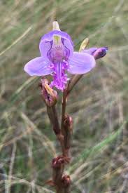 Image result for Disa baurii