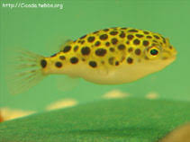 Dichotomyctere fluviatilis (= tetraodon f.) fish profile: Dichotomyctere Nigroviridis Spotted Green Pufferfish Aquarium Bait