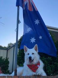 We did not find results for: White Swiss Shepherd Dog Association Of Nsw Affiliated With Dogs Nsw Home Facebook