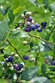 Northern Highbush Blueberry Cross Pollination Chart Fruits