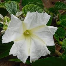 Image result for Ipomoea albivenia
