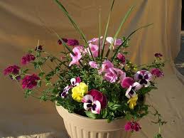 Pink Petunias Burgundy Verbena Pansies Dracena Spike Full Sun Or Part Shade Container Gardening Plants Container