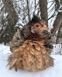 Frizzle Easter Egger Chicken